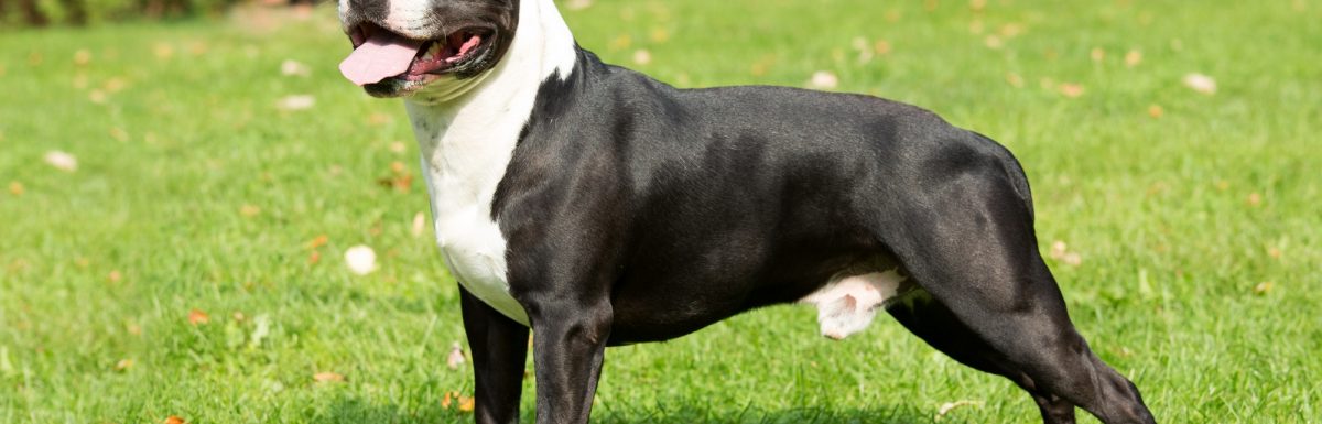 How to Train an American Staffordshire Terrier