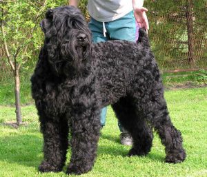 Black-Russian-Terrier