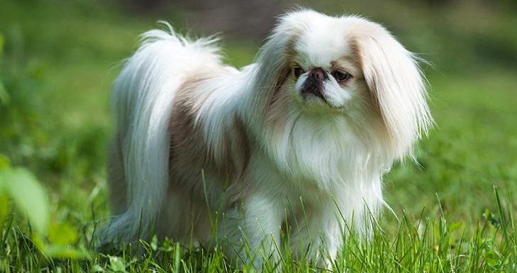 How to Train a Japanese Chin