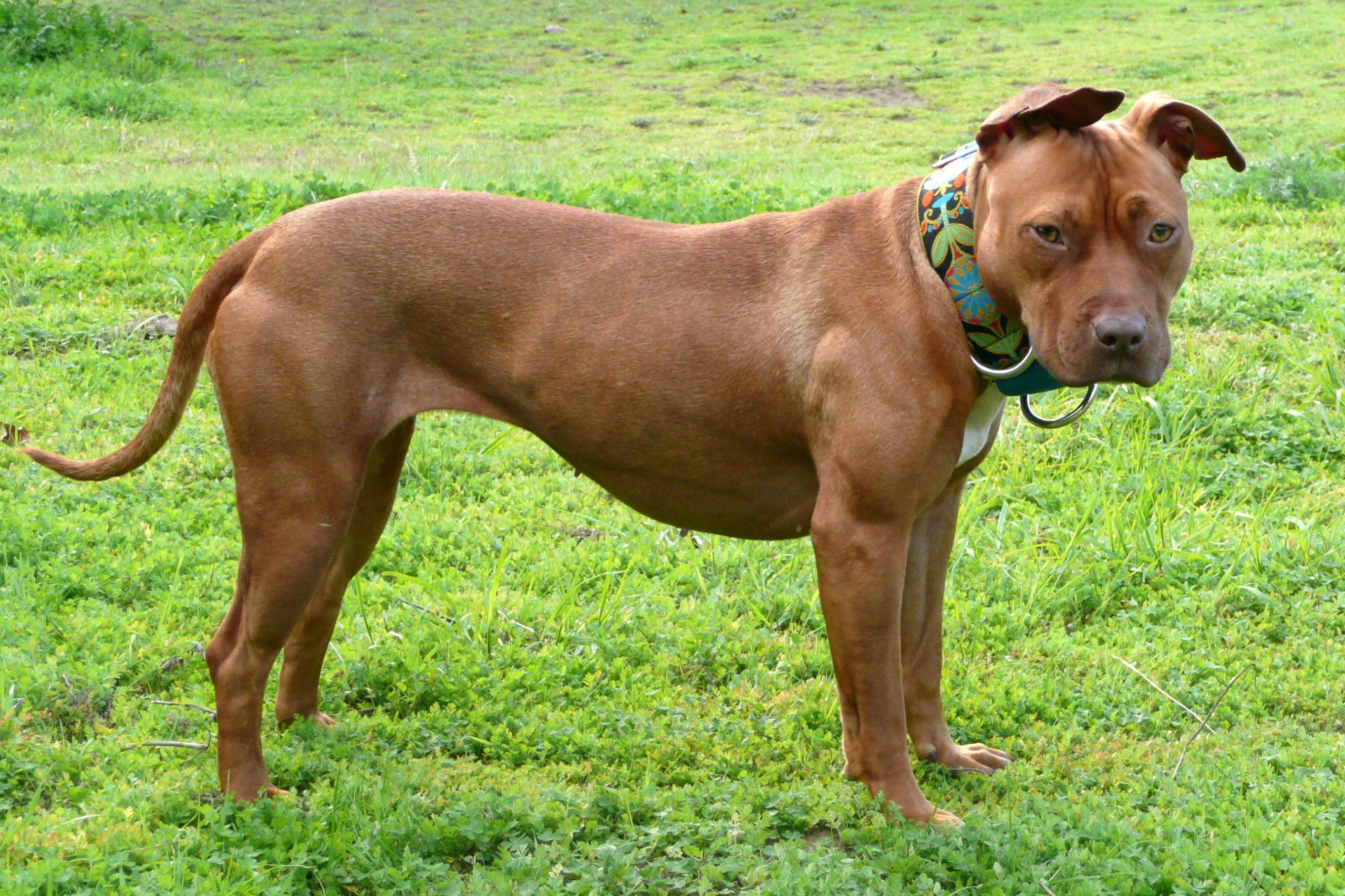 How to Train an American Pitbull Terrier