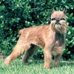How to train a brussels griffon