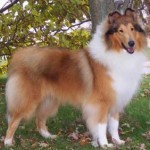 how-to-train-a-collie-150x150