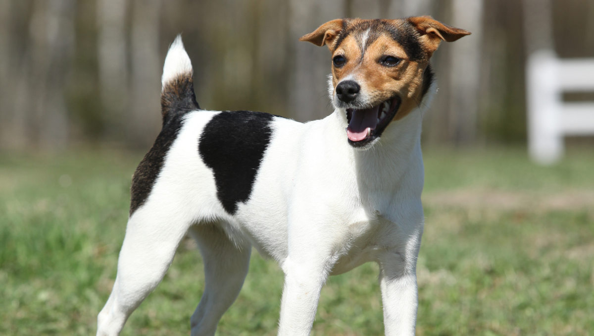 How to Train a Parson Russell Terrier