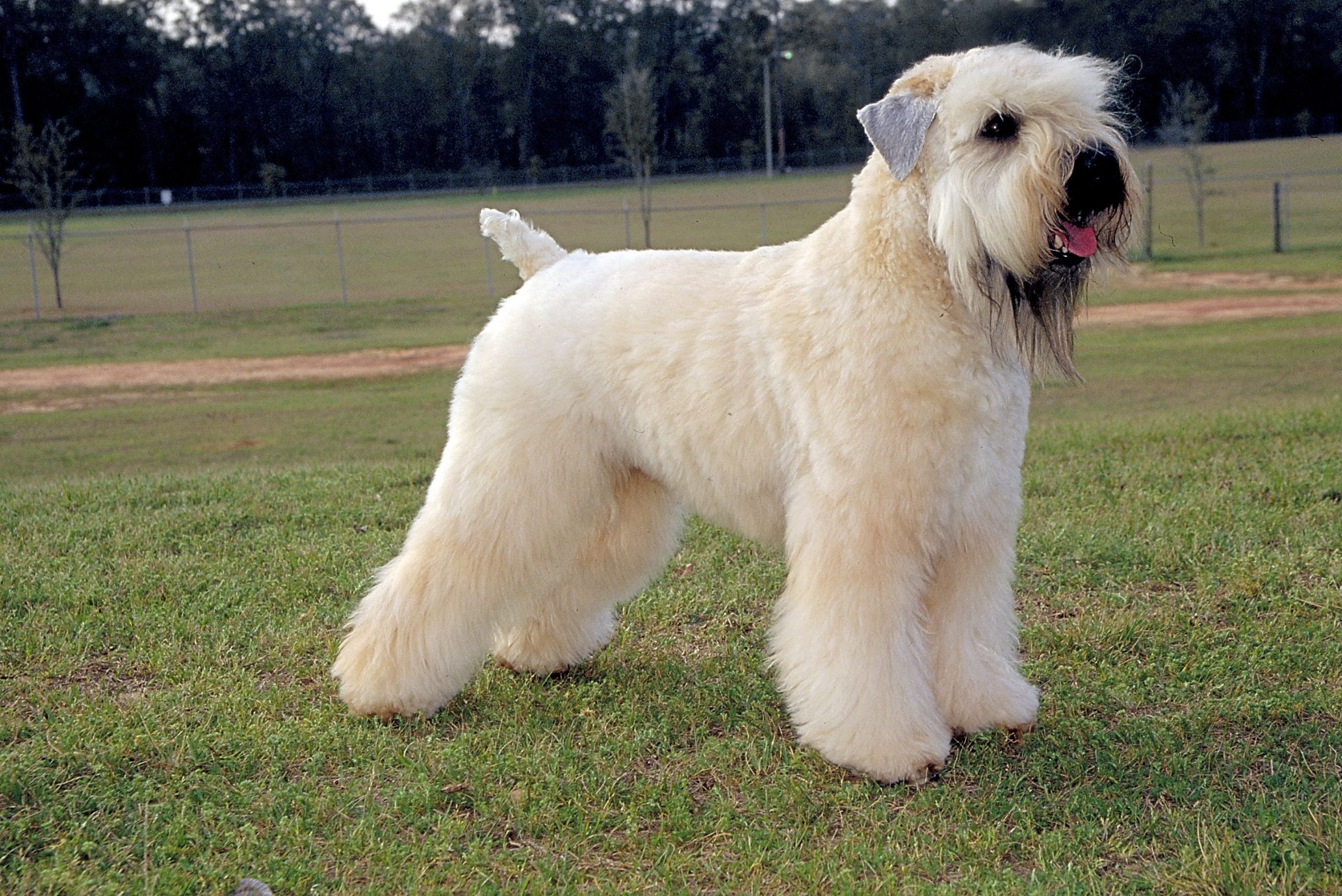 How to Train a Soft Coated Wheaten Terrier