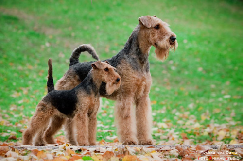 How to Train a Welsh Terrier