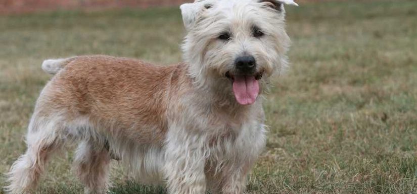 How to Train a Glen of Imaal Terrier