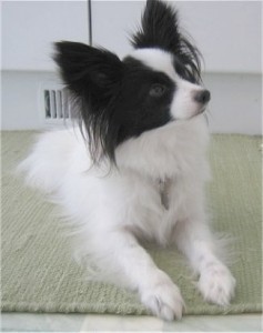 How-to-Train-a-Papillon