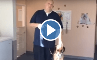 Puppy aggressive Dog Training Session