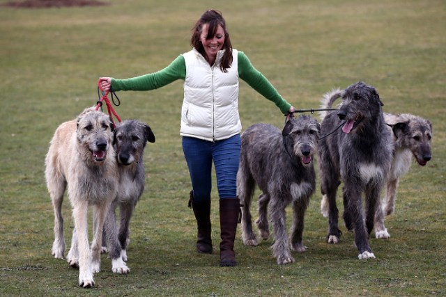 How to Train an Irish Wolfhound