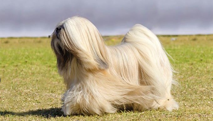 How to Train a Lhasa Apso