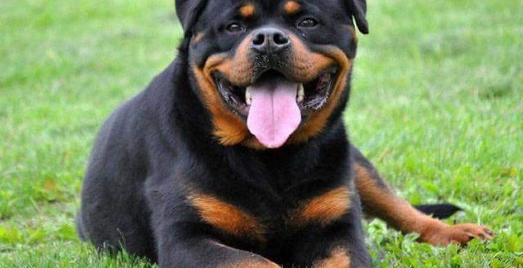 are rottweilers hyper